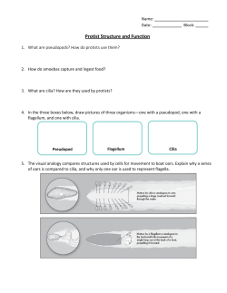 Protist Structure and Function