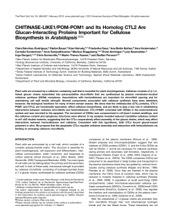CHITINASE-LIKE1/POM-POM1 and Its Homolog
