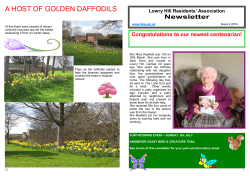 a host of golden daffodils - Lowry Hill Residents Association