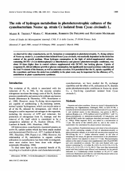 The role of hydrogen metabolism in photoheterotrophic cultures of