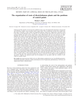 The organization of roots of dicotyledonous plants and the positions