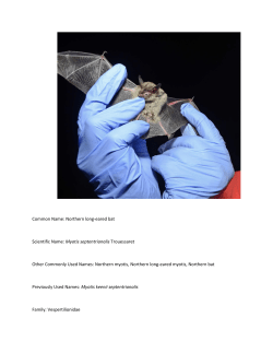 Myotis septentrionalis