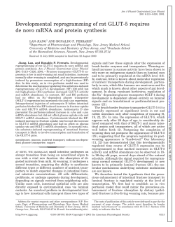 Developmental reprogramming of rat GLUT