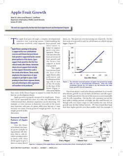 Apple Fruit Growth