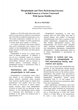 Phospholipids and Their Hydrolysing Enzymes in Bull Semen as a
