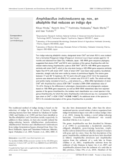 Amphibacillus indicireducens sp. nov., an alkaliphile that reduces an