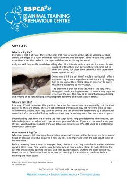 SHY CATS - RSPCA Qld