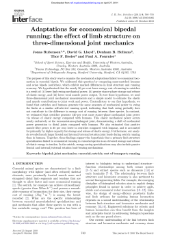 Adaptations for economical bipedal running: the effect of limb