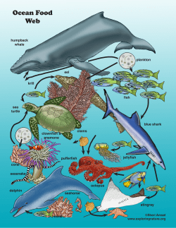 Ocean Food Web - Exploring Nature