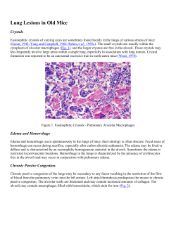 Lung Lesions in Old Mice