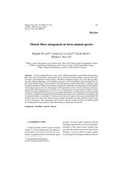 Muscle fibre ontogenesis in farm animal species