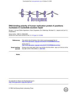 nucleases in nucleotide excision repair DNA