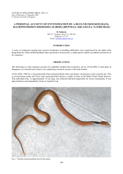 a personal account of envenomation by a blue