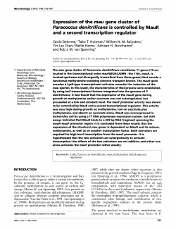 Expression of the mau gene cluster of Paracoccus