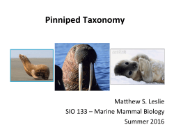Pinniped Taxonomy