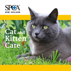Cat Care Brochure