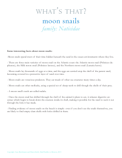 moon snails - Mud Puddles to Meteors