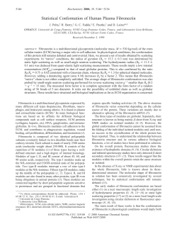 Statistical Conformation of Human Plasma Fibronectin