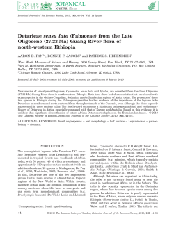 Detarieae sensu lato (Fabaceae) from the Late Oligocene (27.23Ma