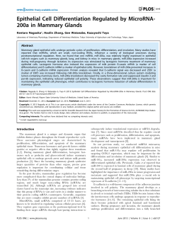 Epithelial Cell Differentiation Regulated by MicroRNA