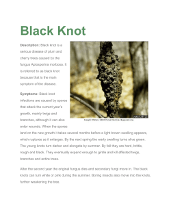 Black Knot - Schneider Tree Care