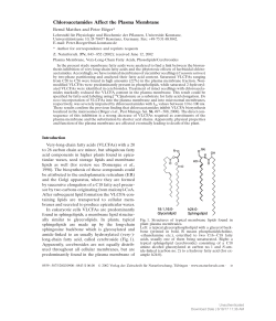 Chloroacetamides Affect the Plasma Membrane