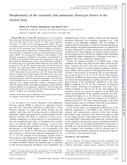 Morphometry of the extremely thin pulmonary blood-gas - AJP-Lung
