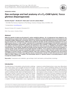 Gas exchange and leaf anatomy of a C3&ndash;CAM hybrid, Yucca gloriosa