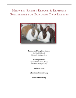 Bonding Rabbits Guidelines
