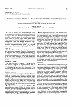Notes on a Successful Nesting by a Pair of Yearling Peregrine
