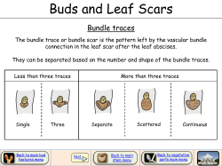 Bundle traces