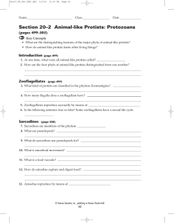 Section 20&ndash;2 Animal-like Protists: Protozoans