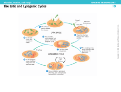 The Lytic and Lysogenic Cycles F9