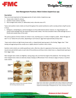 Mole Cricket BMP