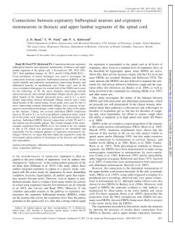 Connections between expiratory bulbospinal neurons and