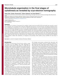 Microtubule organization in the final stages of cytokinesis as