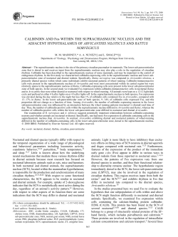 CALBINDIN AND Fos WITHIN THE SUPRACHIASMATIC NUCLEUS