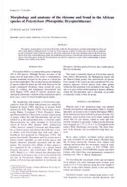Morphology and anatomy of the rhizome and frond in the