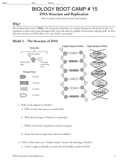 18 DNA Structure and Replication-S