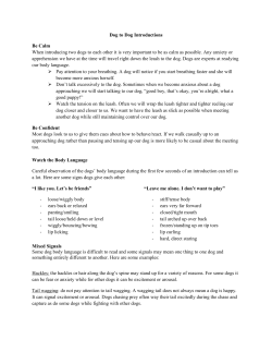 Dogs - Dog to Dog Introductions