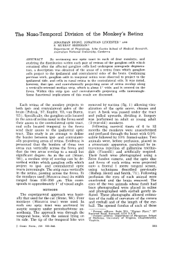 The naso-temporal division of the monkey`s retina