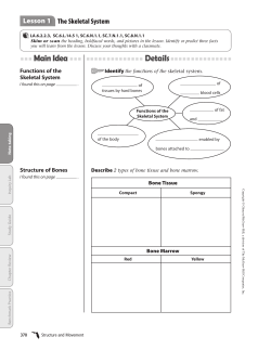 Lesson 1 The Skeletal System
