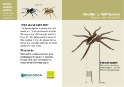 Identifying Raft Spiders - the web site dedicated to the fen raft spider