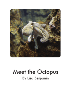 Meet the Octopus