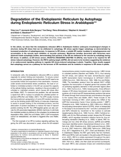 Degradation of the Endoplasmic Reticulum by