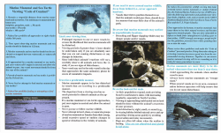 Marine Mammal and Sea Turtle Viewing "Code of Conduct"