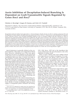 Auxin Inhibition of Decapitation-Induced Branching Is Dependent on