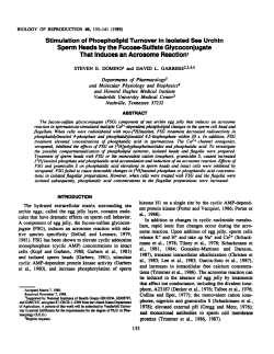 Stimulation of Phospholipid Turnover in Isolated Sea Urchin Sperm