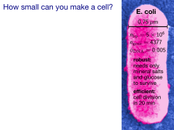 Crowding and the limits of cell size