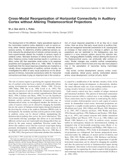Cross-Modal Reorganization of Horizontal Connectivity in Auditory